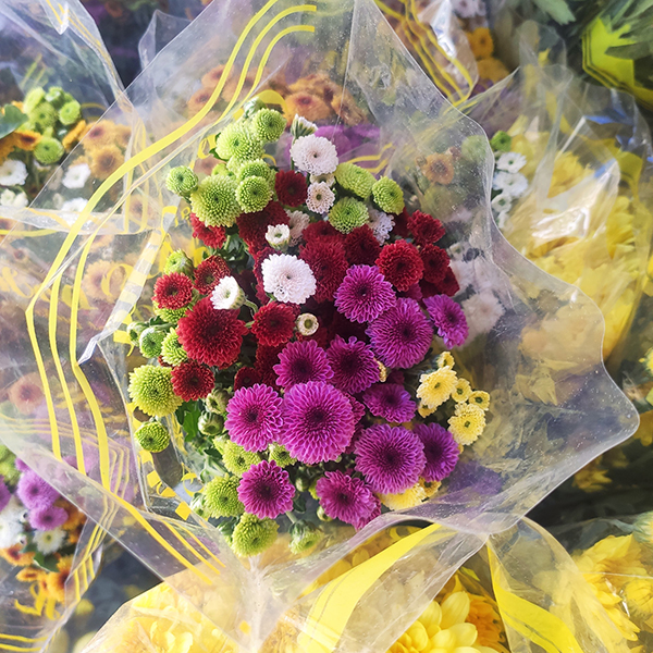 Hoa cúc Cali (màu ngẫu nhiên)